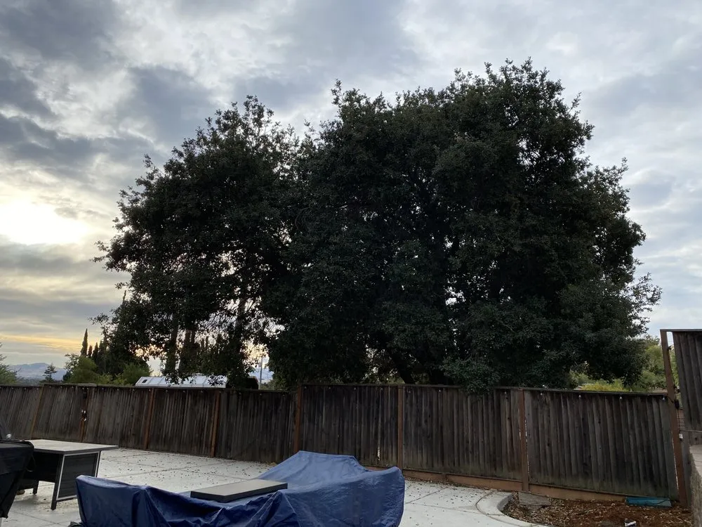 Professional lawn care service experts serving Concord, CA - Timberland Tree Care