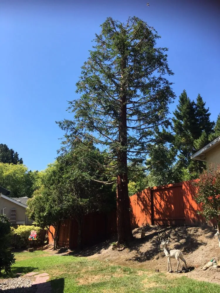 Top-rated lawn mowing service in Concord, CA - Timberland Tree Care