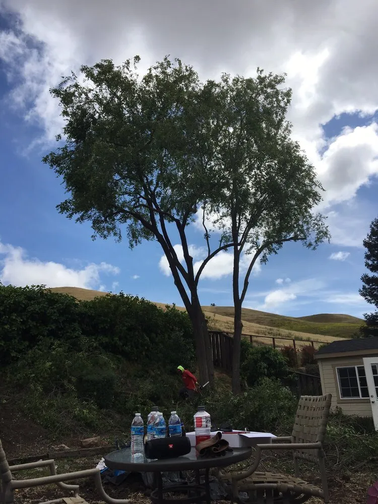 Custom landscape installation for year-round maintenance across Concord, CA - Timberland Tree Care