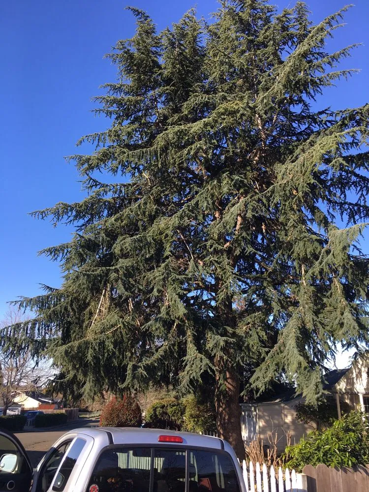 Professional landscaping services for homes in Concord, CA by Timberland Tree Care