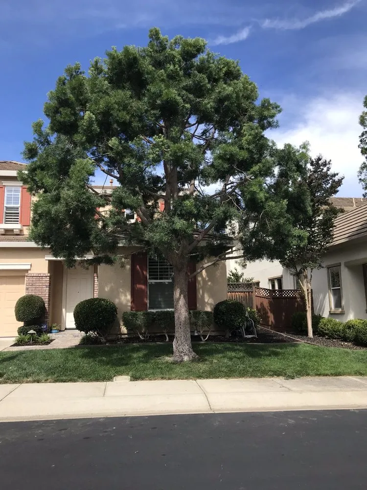 Affordable garden landscaping for beautiful yards across Concord, CA - Timberland Tree Care