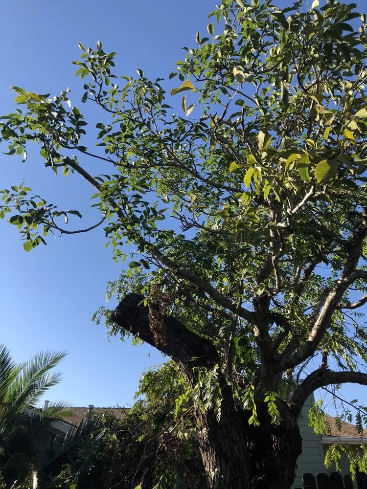 Trusted outdoor landscaping in Concord, CA by Timberland Tree Care