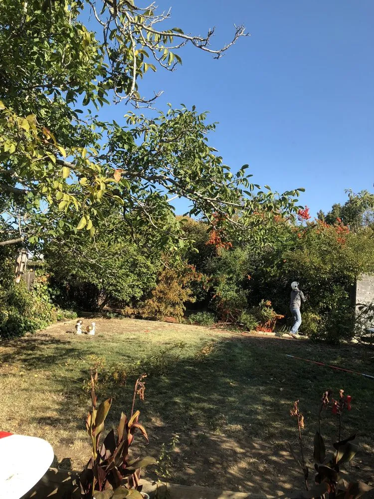 Top-rated yard maintenance in Concord, CA - Timberland Tree Care