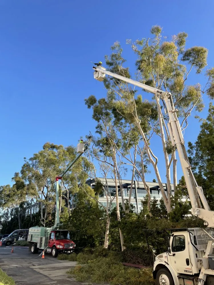 Custom landscape installation for residential properties in Perris, CA by Timberland Tree Service