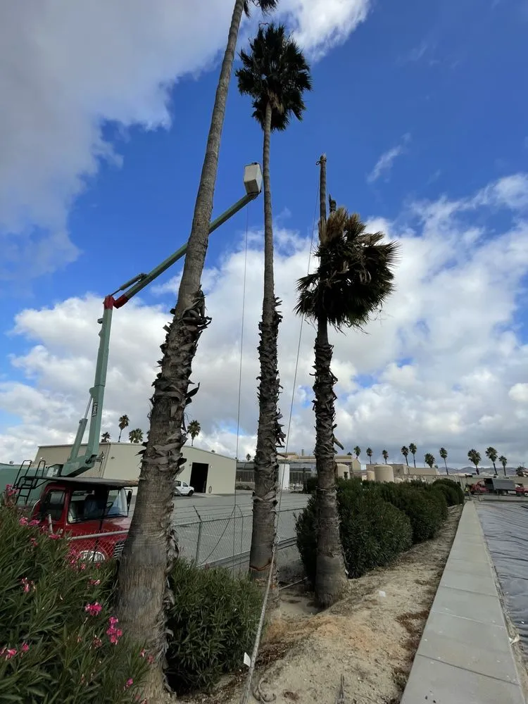 Professional yard cleanup service for year-round maintenance across Perris, CA - Timberland Tree Service