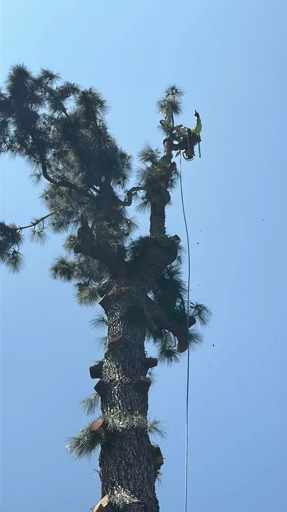 Affordable lawn care service experts serving Perris, CA - Timberland Tree Service