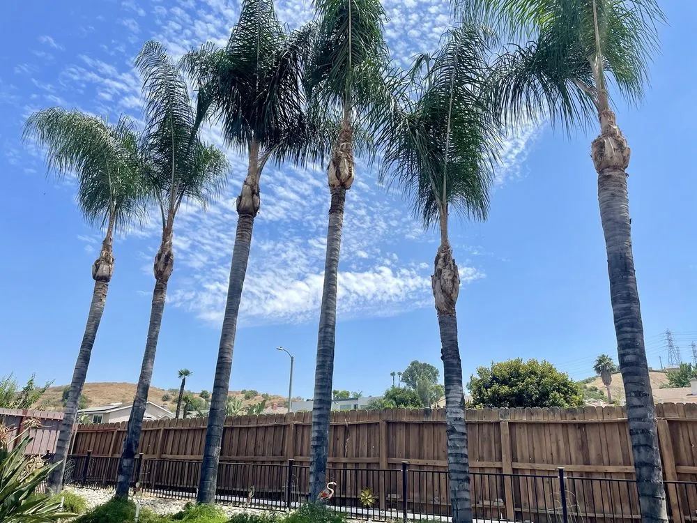 Professional landscape design in Perris, CA - Timberland Tree Service