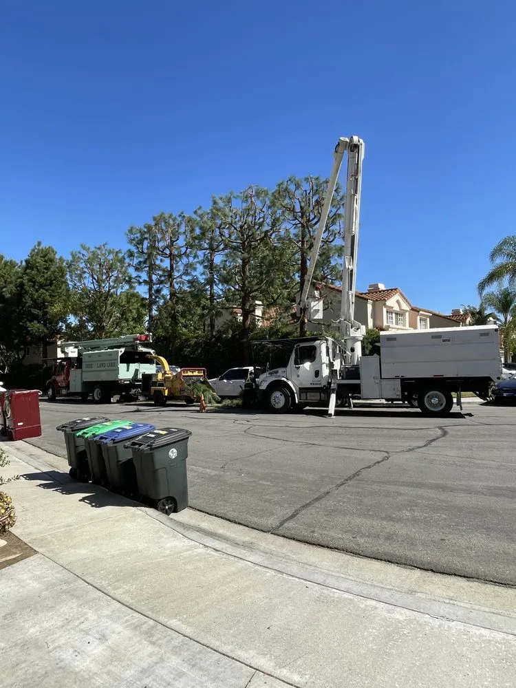 Trusted yard cleanup service in Perris, CA - Timberland Tree Service