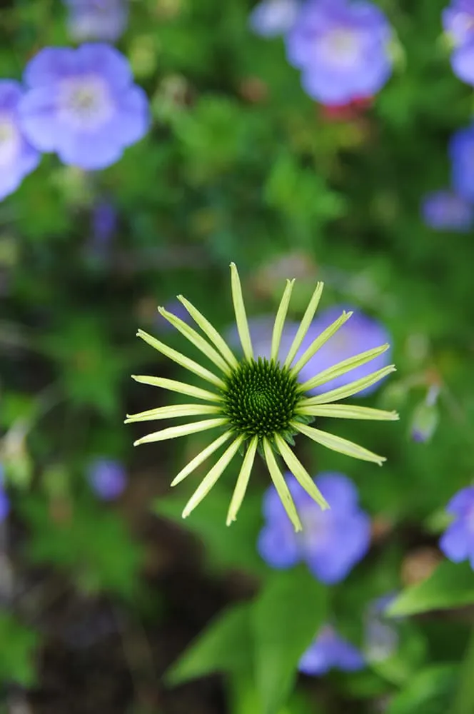 Local yard maintenance for outdoor upgrades across Colorado Springs, CO - Timberline Landscaping