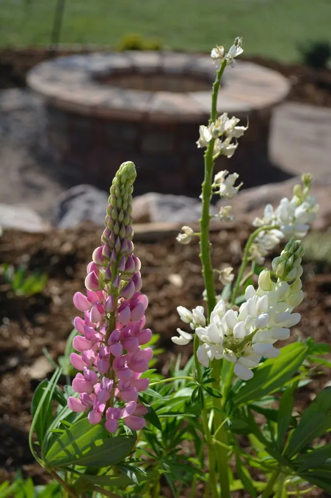 Top-rated landscape installation experts serving Colorado Springs, CO - Timberline Landscaping