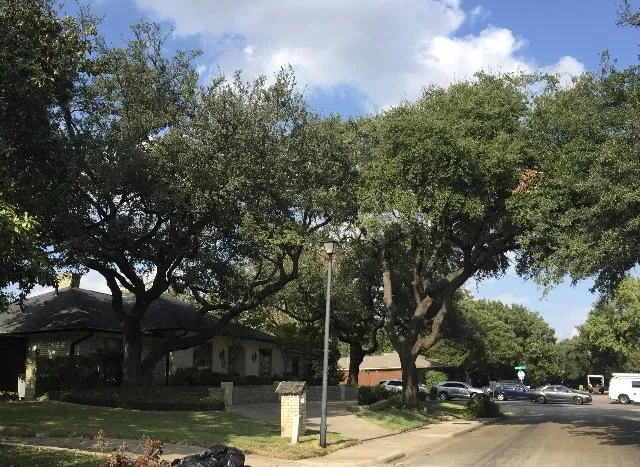 Custom garden landscaping with custom design in Dallas, TX by Timberline Lawn & Landscape