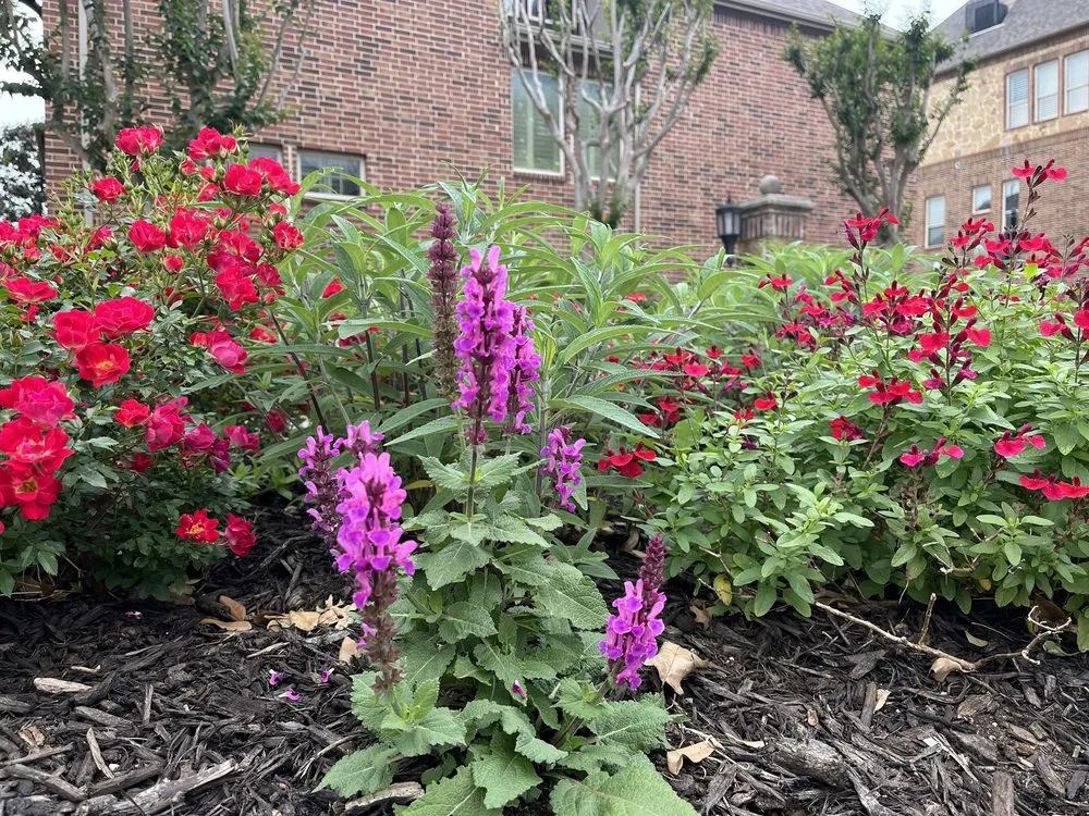 Professional yard maintenance near you across Dallas, TX - Timberline Lawn & Landscape