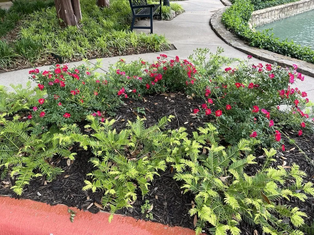 Affordable lawn mowing service in Dallas, TX by Timberline Lawn & Landscape