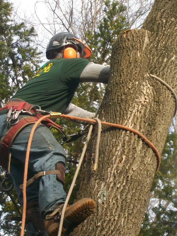 Professional landscaping services in Nanuet, NY - Timberline Tree & Landscape