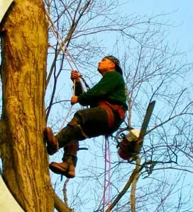 Trusted yard maintenance near you across Nanuet, NY - Timberline Tree & Landscape