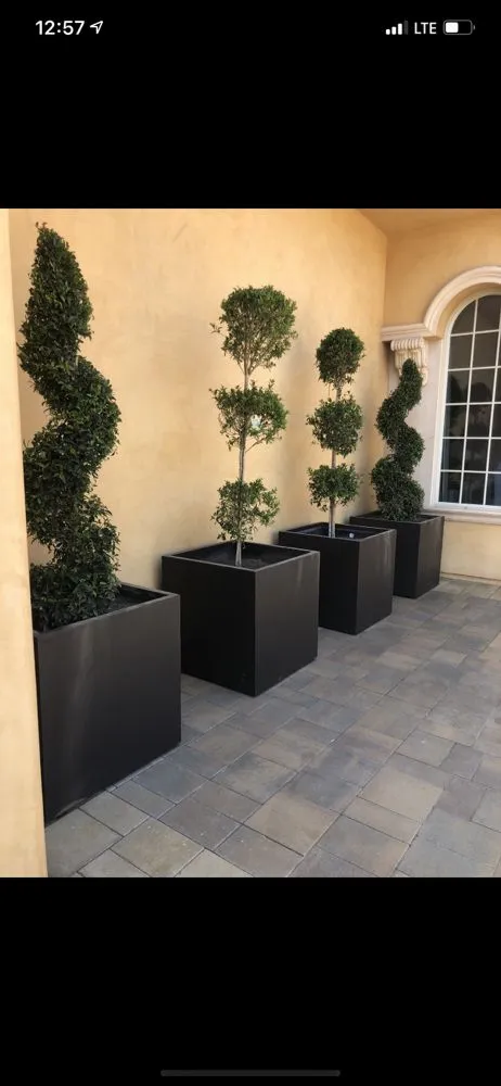 Top-rated yard cleanup service experts serving Los Angeles, CA - Timbermen Tree service & Landcaping