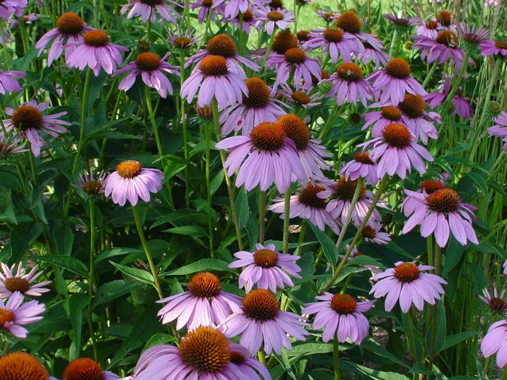 Trusted garden landscaping in Earlham, IA by TimberPine