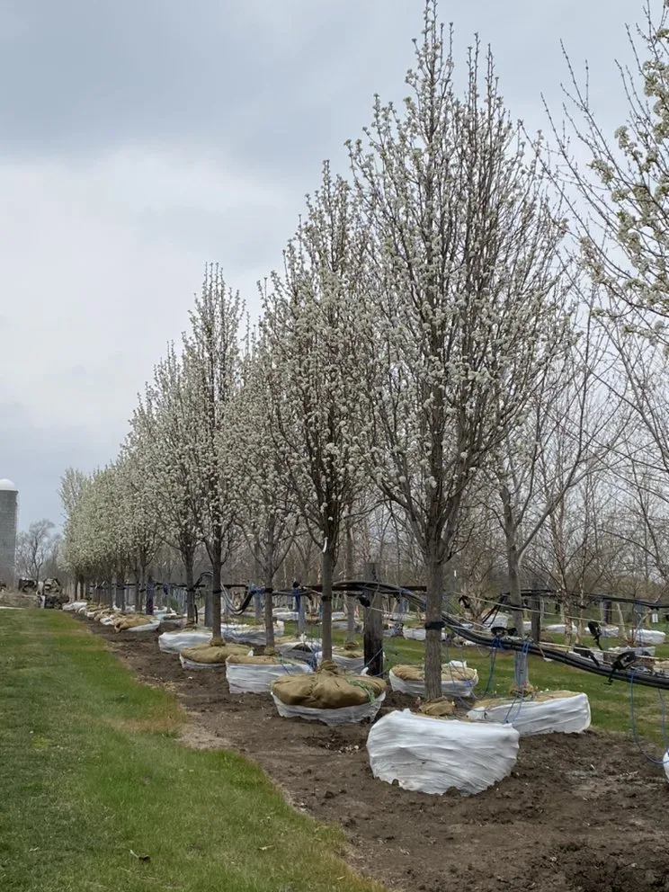 Reliable lawn mowing service near you in Earlham, IA by TimberPine