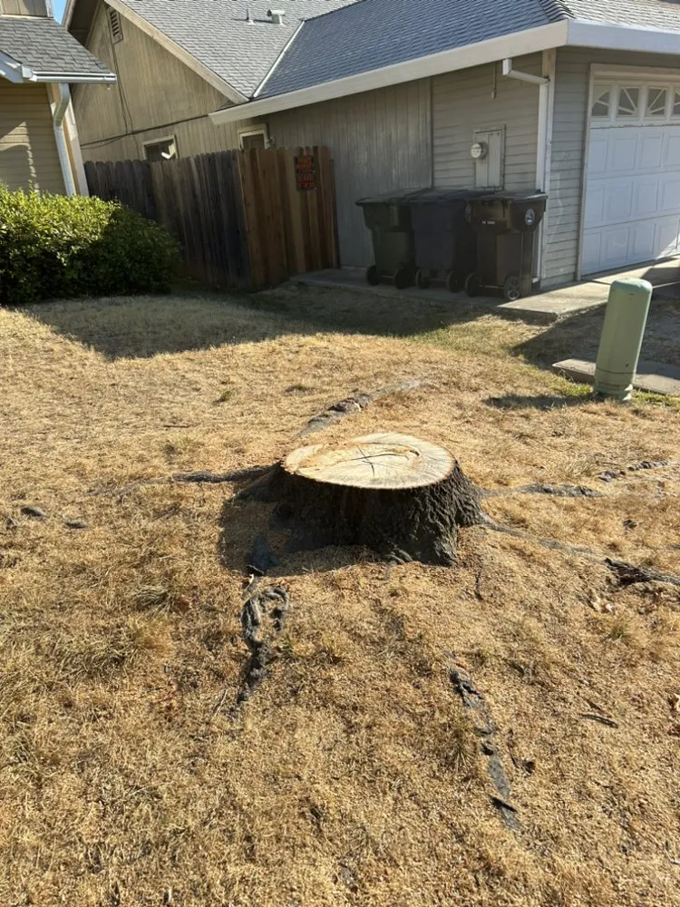 Top-rated residential landscaping in Sacramento, CA - Timberway Stump Removal and Tree Service