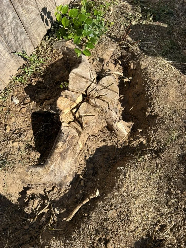 Top-rated yard maintenance in Sacramento, CA - Timberway Stump Removal and Tree Service