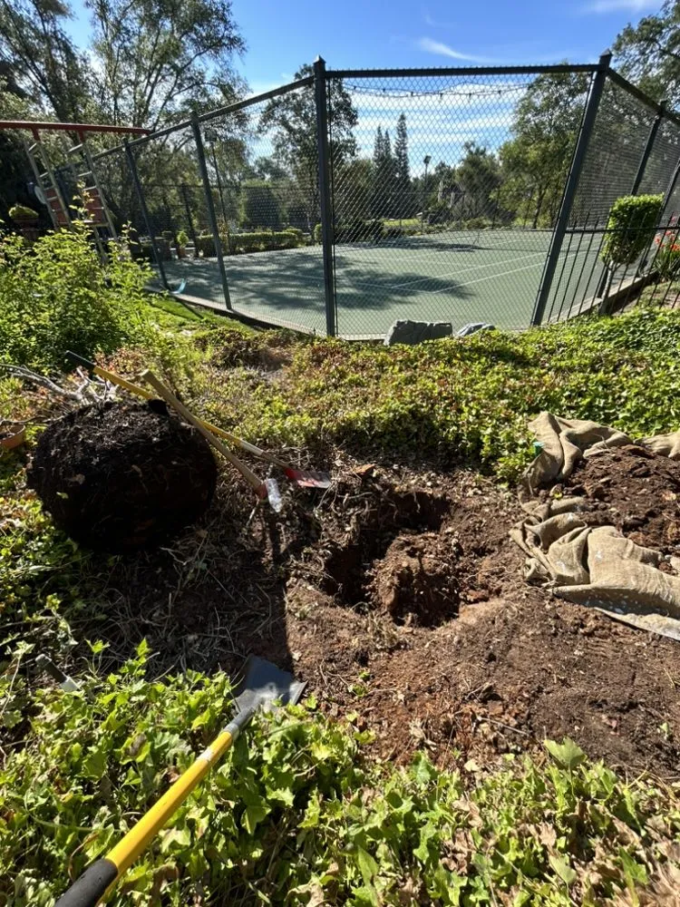 Trusted yard maintenance for year-round maintenance across Sacramento, CA - Timberway Stump Removal and Tree Service