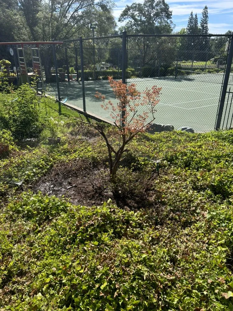 Reliable landscape installation in Sacramento, CA - Timberway Stump Removal and Tree Service
