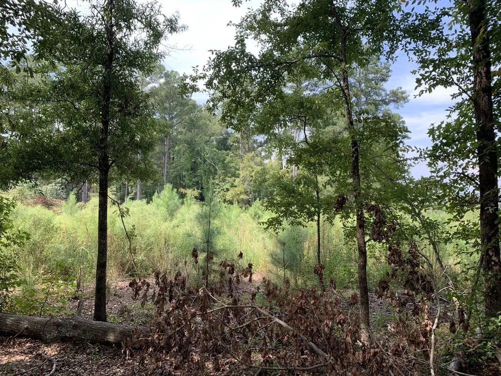 Affordable garden landscaping experts serving Saint Matthews, SC - TimberWolfe Outdoors