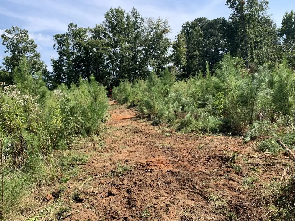 Professional landscape installation in Saint Matthews, SC by TimberWolfe Outdoors
