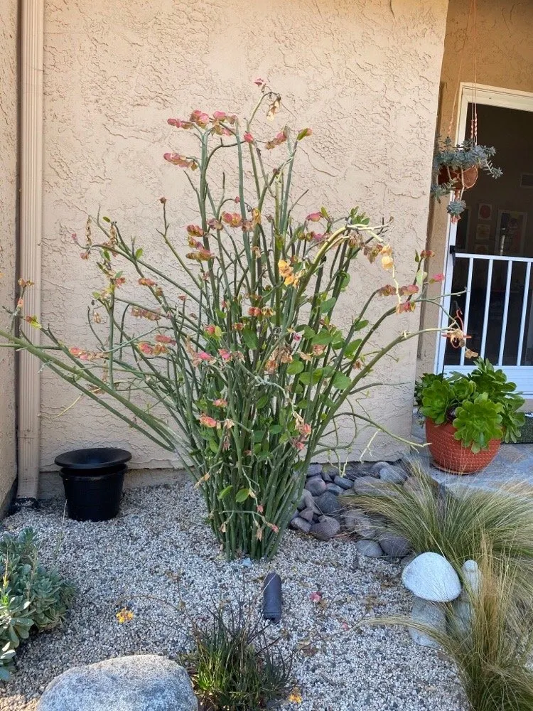 Expert yard cleanup service for outdoor upgrades in San Diego, CA by Timberwood Landscape