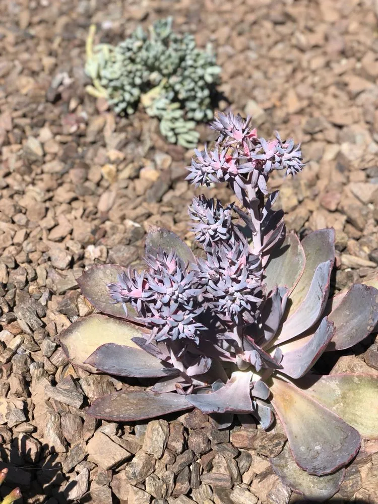 Custom garden landscaping experts serving San Diego, CA - Timberwood Landscape