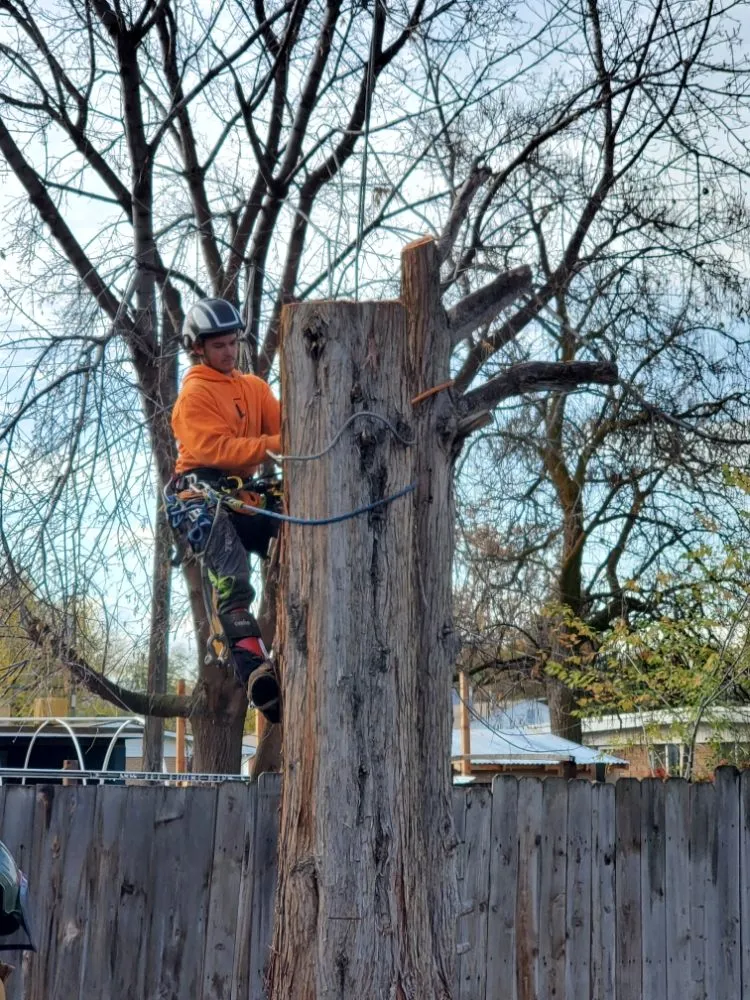 Expert yard maintenance experts serving Salt Lake City, UT - Timberworx