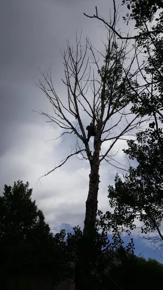 Affordable outdoor landscaping experts serving Salt Lake City, UT - Timberworx