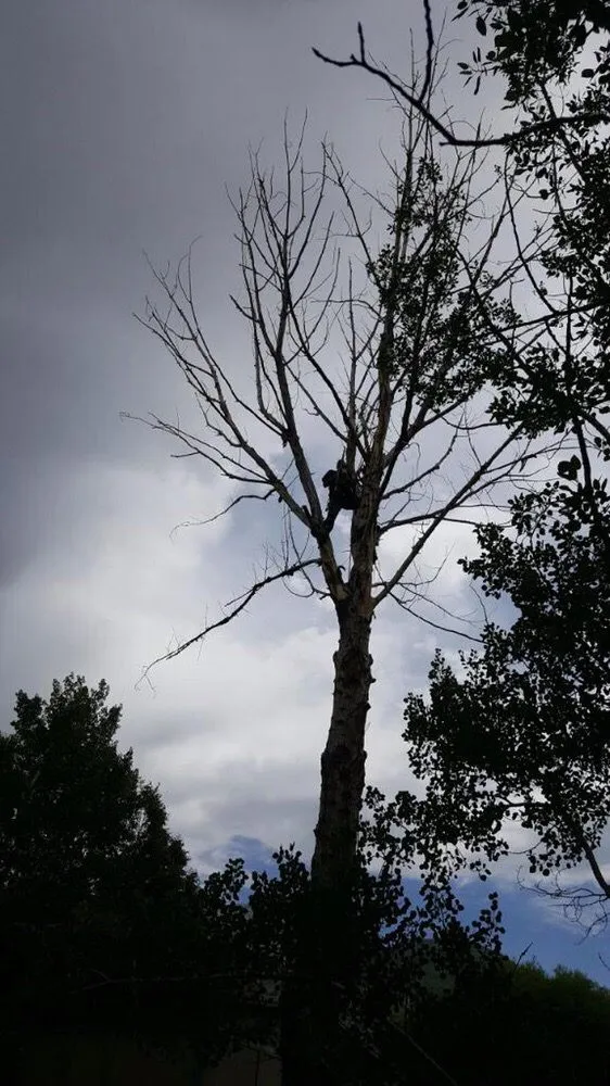 Custom lawn mowing service in Salt Lake City, UT by Timberworx