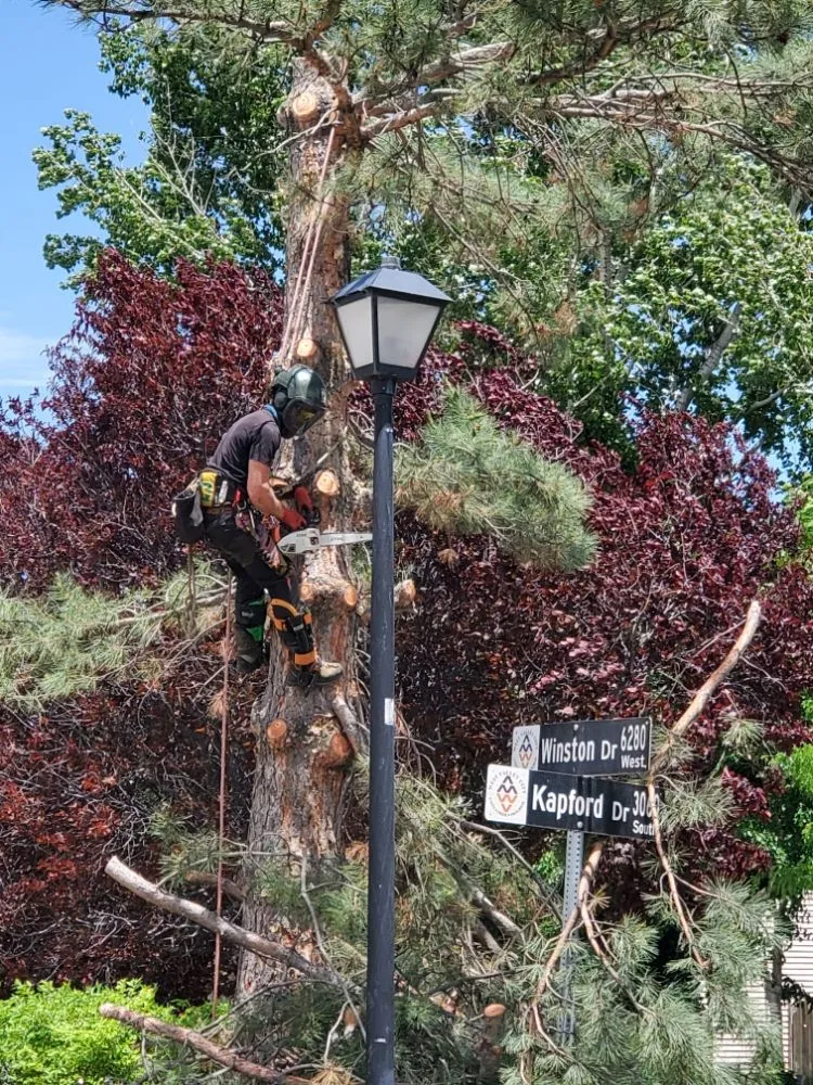 Trusted lawn mowing service experts serving Salt Lake City, UT - Timberworx