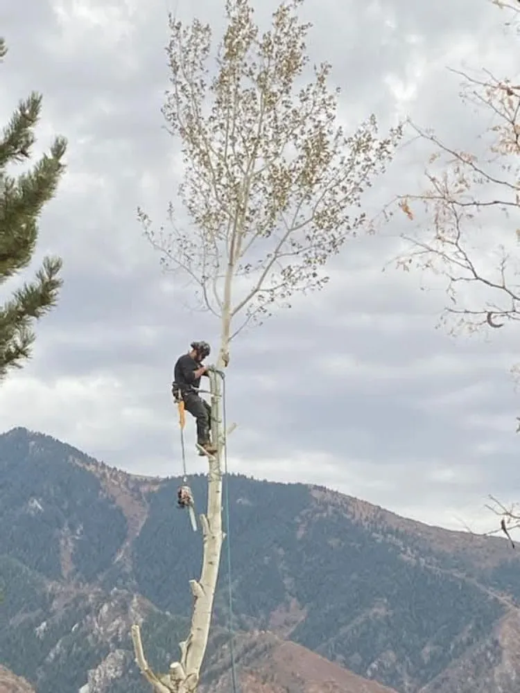 Trusted residential landscaping for year-round maintenance in Salt Lake City, UT by Timberworx
