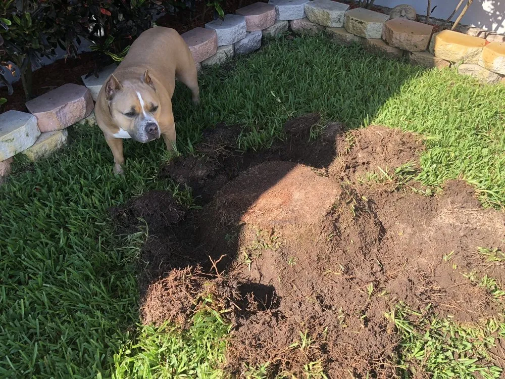 Top-rated outdoor landscaping in Daytona Beach, FL - Time To Grind - Stump Grinding