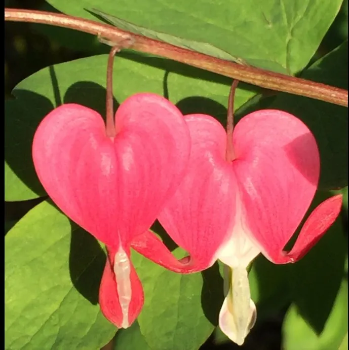 Top-rated residential landscaping in Hopewell Junction, NY by Timeless Gardens NY