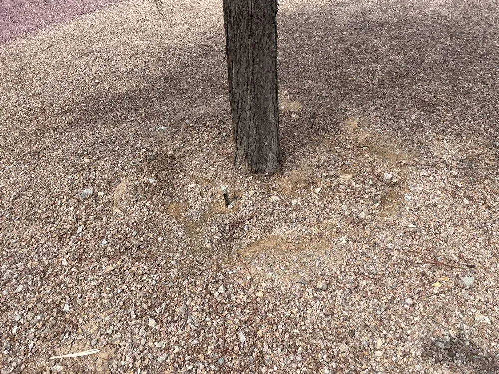 Local residential landscaping experts serving Bullhead City, AZ - Timeless terrain