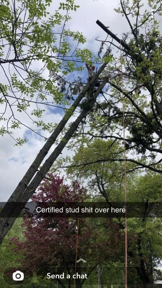 Affordable yard cleanup service in Royalton, MN - Timeless Tree and Lawn Care