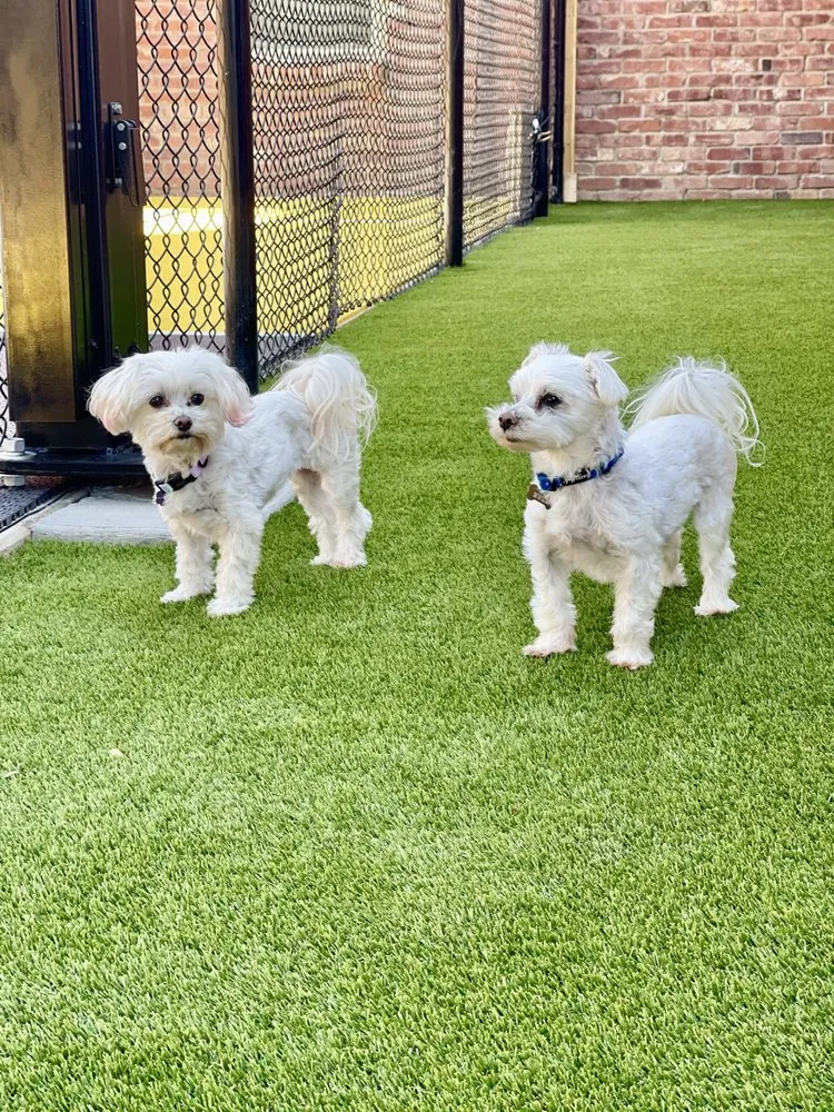 Top-rated yard maintenance experts serving Colorado Springs, CO - Timeless Turf & Outdoors