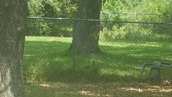 Timothy's Lawn Service Logo