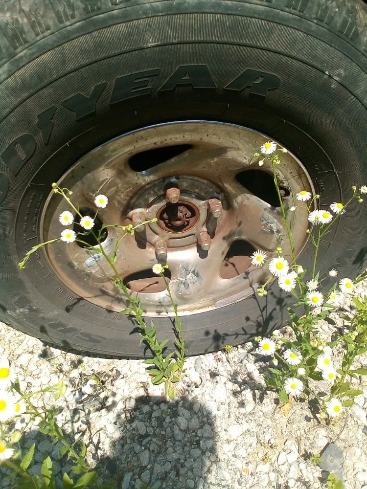 Affordable lawn mowing service in New Albany, IN - Tim's Basic Auto Repair,landscaping,light Construction, Lawn Car