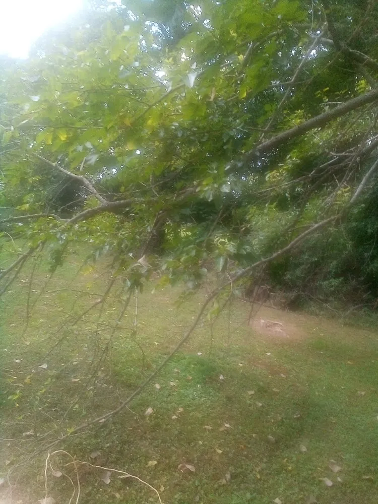 Reliable garden landscaping in New Albany, IN - Tim's Basic Auto Repair,landscaping,light Construction, Lawn Car