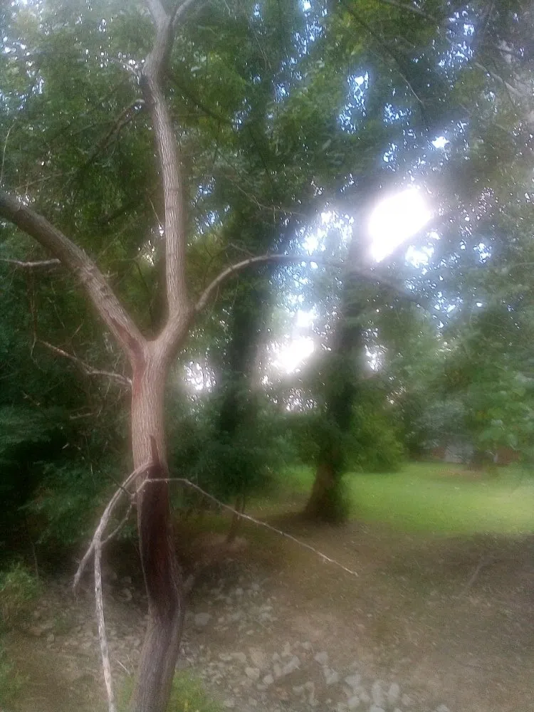 Expert landscape installation in New Albany, IN - Tim's Basic Auto Repair,landscaping,light Construction, Lawn Car