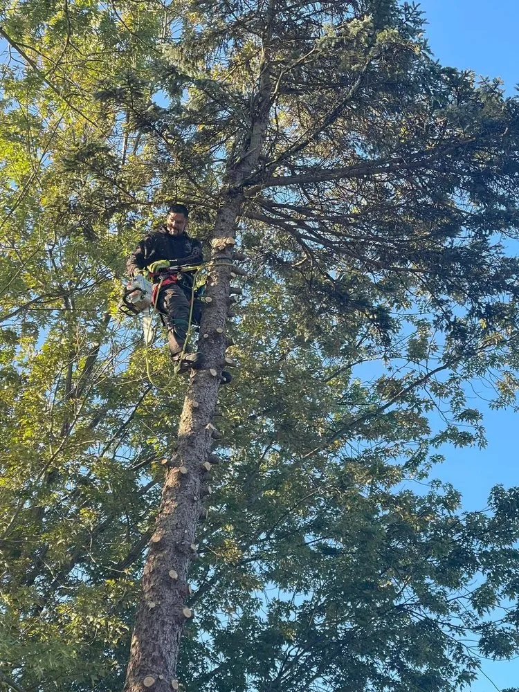 Local yard cleanup service for outdoor upgrades in Berrien Springs, MI by Tim's Helping Hands