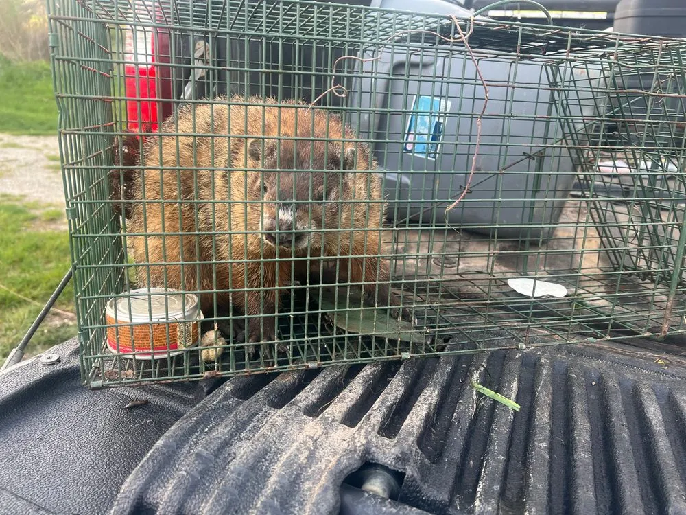 Trusted landscape design for residential properties in Berrien Springs, MI by Tim's Helping Hands