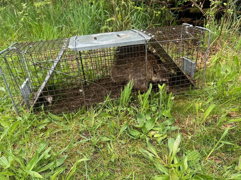Reliable yard maintenance for beautiful yards across Berrien Springs, MI - Tim's Helping Hands