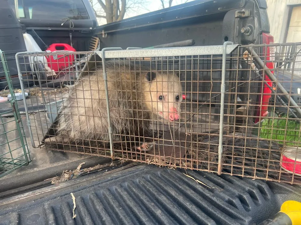 Professional yard maintenance experts serving Berrien Springs, MI - Tim's Helping Hands