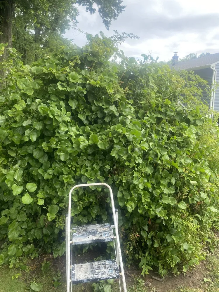 Affordable outdoor landscaping experts serving Milford, CT - Tim’s In And Out Lawn Service And Junk Removal