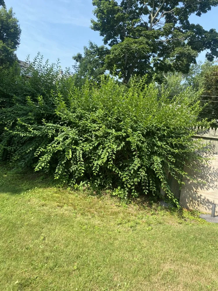 Affordable outdoor landscaping in Milford, CT - Tim’s In And Out Lawn Service And Junk Removal